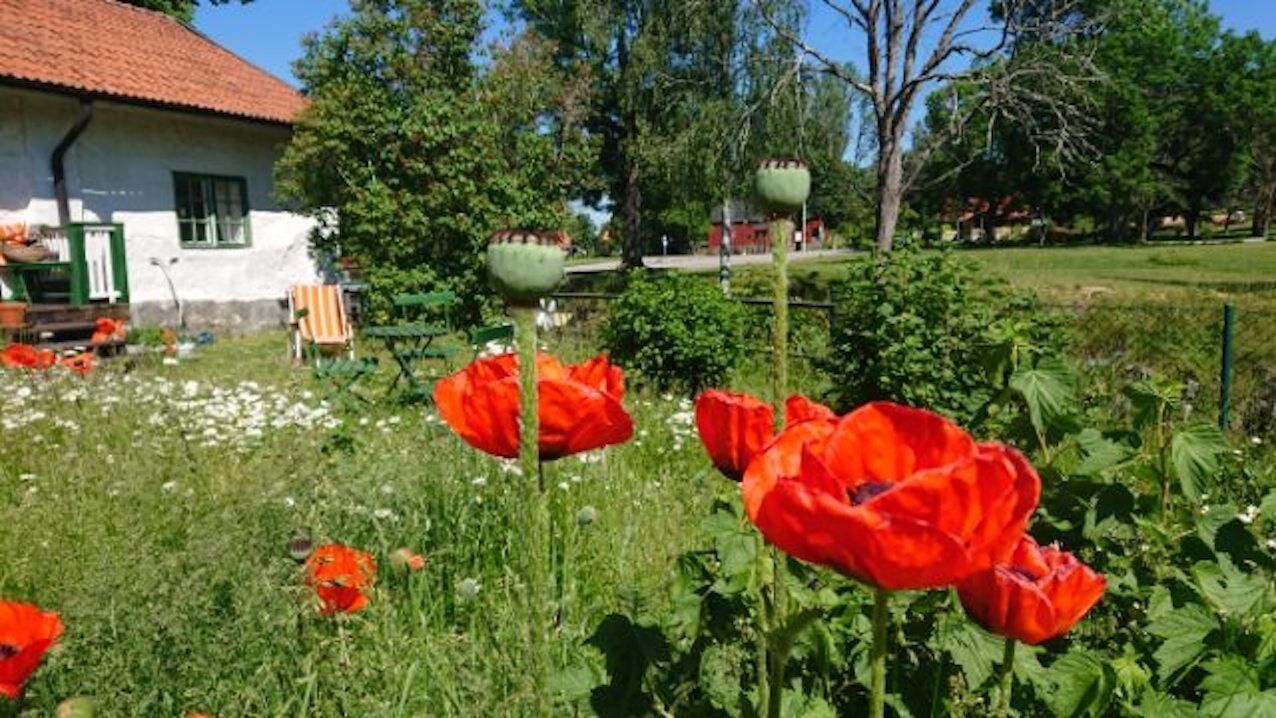 Ein Garten mit roten Blumen und einem weißen Gebäude mit rotem Dach.