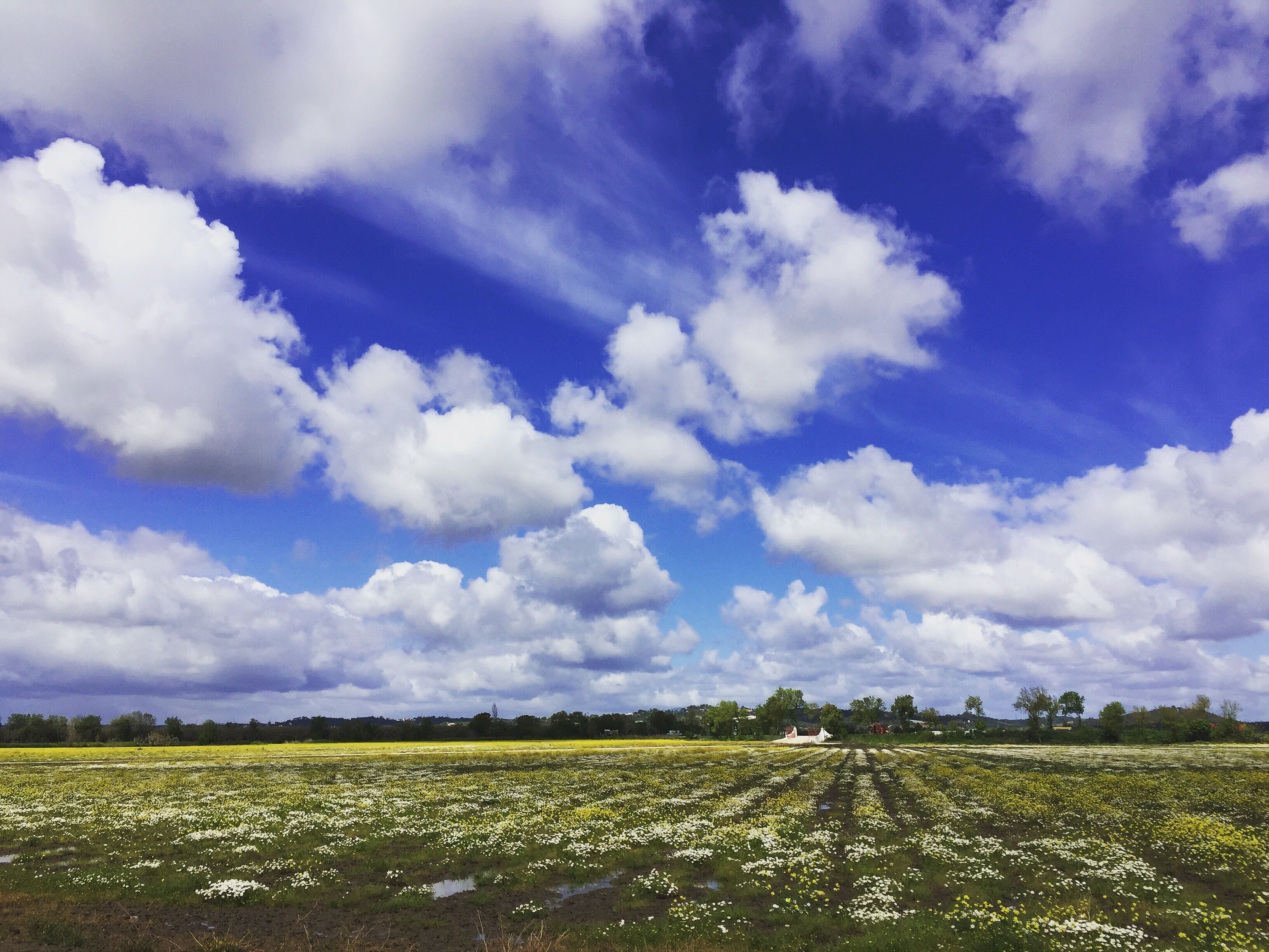 Un champ de fleurs sous un ciel bleu parsemé de nuages.