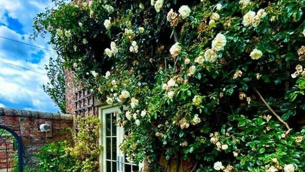 Un bâtiment en briques avec une porte blanche, entouré d’une végétation luxuriante et de fleurs blanches.