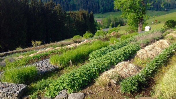 A rural landscape with hay bales, green vegetation, and a forested hill in the background. - Kräuterhof-Ferienwohnung by Interhome (Missen-Wilhams)