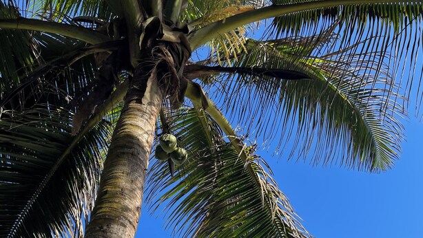 A palm tree with coconuts against a clear blue sky and ocean. - Palmas y Brisas – Comfortable 2-Bedroom Home Near the Beach (Barceloneta)