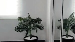 A room with a large mirror, a window with blinds, and two potted plants. - Palmas y Brisas – Comfortable 2-Bedroom Home Near the Beach (Barceloneta)