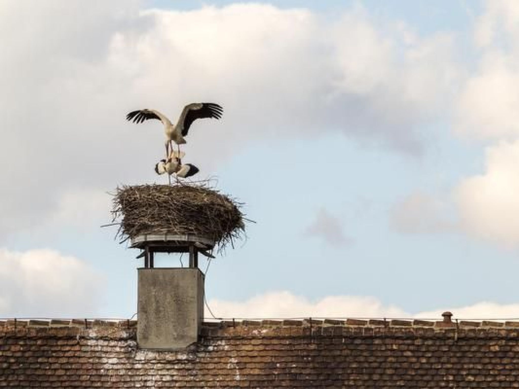 A bird, likely a stork, standing on a nest atop a brick structure.
