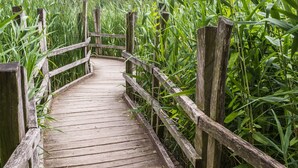 Ein Holzsteg durch eine üppige, grüne Landschaft.