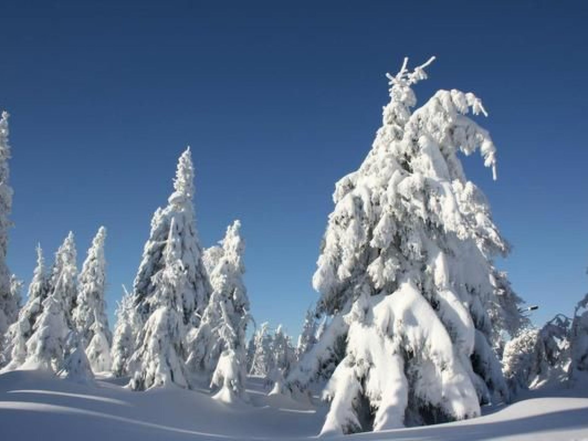 A snowy landscape with snow-covered trees and a clear blue sky.