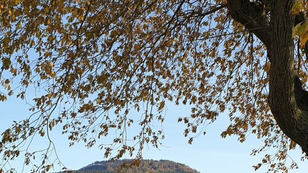 Eine hölzerne Bank in einer grünen Wiese unter einem Baum.