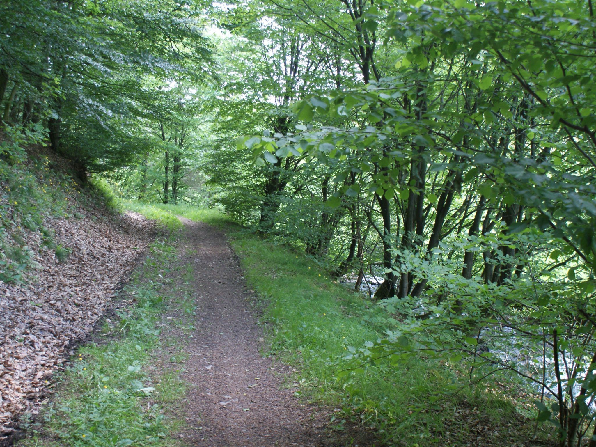 A forested path with dense trees and a dirt trail.