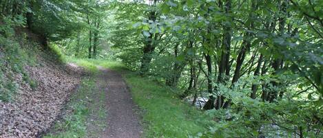 A forested path with dense trees and a dirt trail.