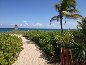 A sandy path leading to a beach with lush greenery and a palm tree.