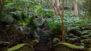 A stone staircase surrounded by lush ferns and trees in a forested area.