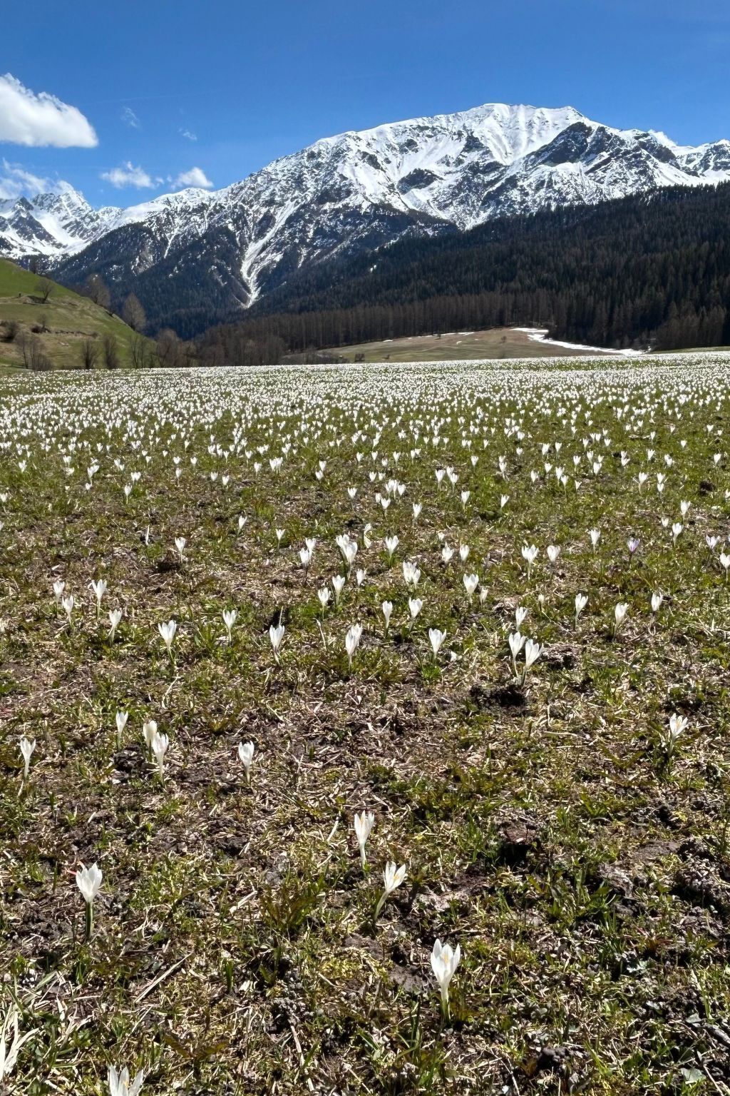 A field of white flowers with a mountain range in the background.