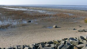 Een kustlandschap met een rotsachtige voorgrond, een zandstrand en een strook zeewier of rietkragen in het water.