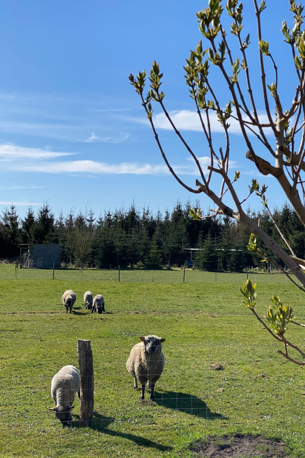 Un campo cubierto de césped con ovejas pastando, un árbol con hojas brotando y una cerca.