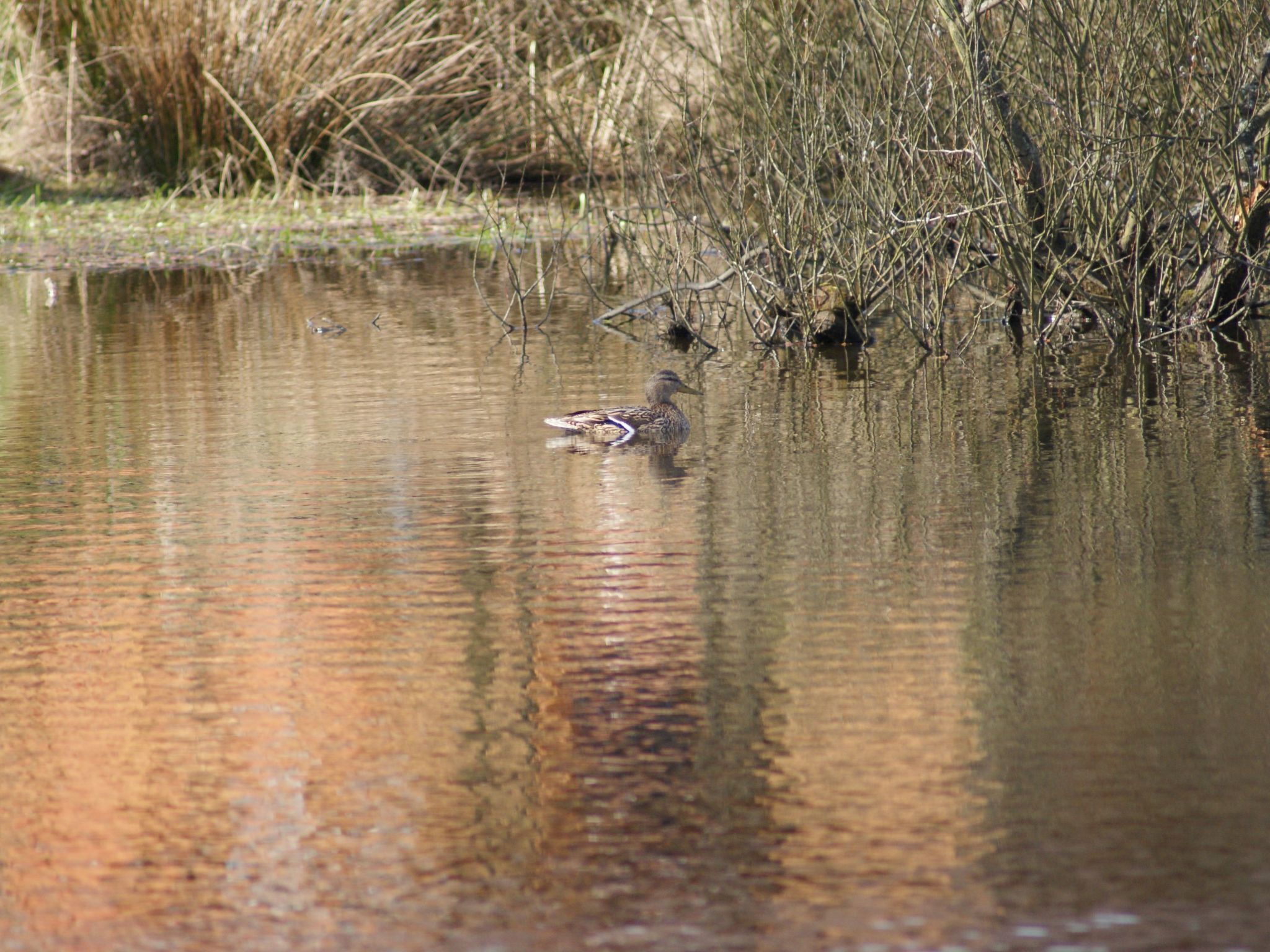 A duck swimming in a calm body of water with reeds and branches in the background.