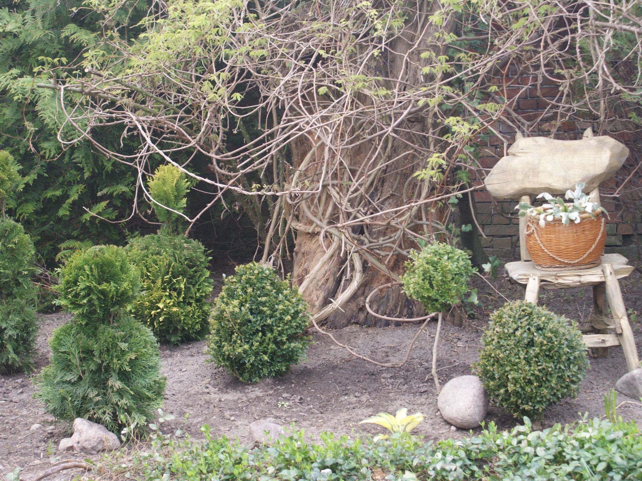 A garden with various plants, a tree with exposed roots, and a wicker basket on a wooden stool.