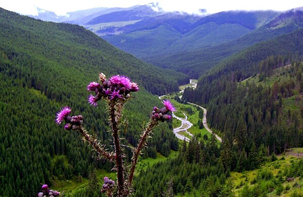 A mountainous landscape with a river and dense forests.