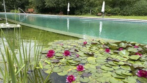 Una piscina con ninfee e fiori di loto.
