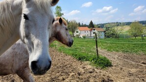 Un establo con dos caballos, un campo cercado y una casa al fondo.