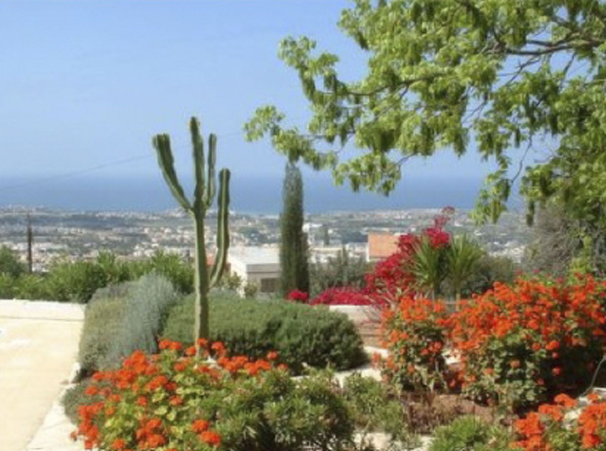 A garden with cacti, flowering plants, and a view of a cityscape.