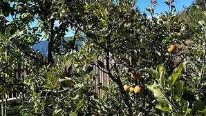 A tree with several fruits, a grassy area, and a wooden fence in the background. - "Nock" | ZumMoarSepp - Holiday apartment in the Villnöss Valley (Trentino-Alto Adige)