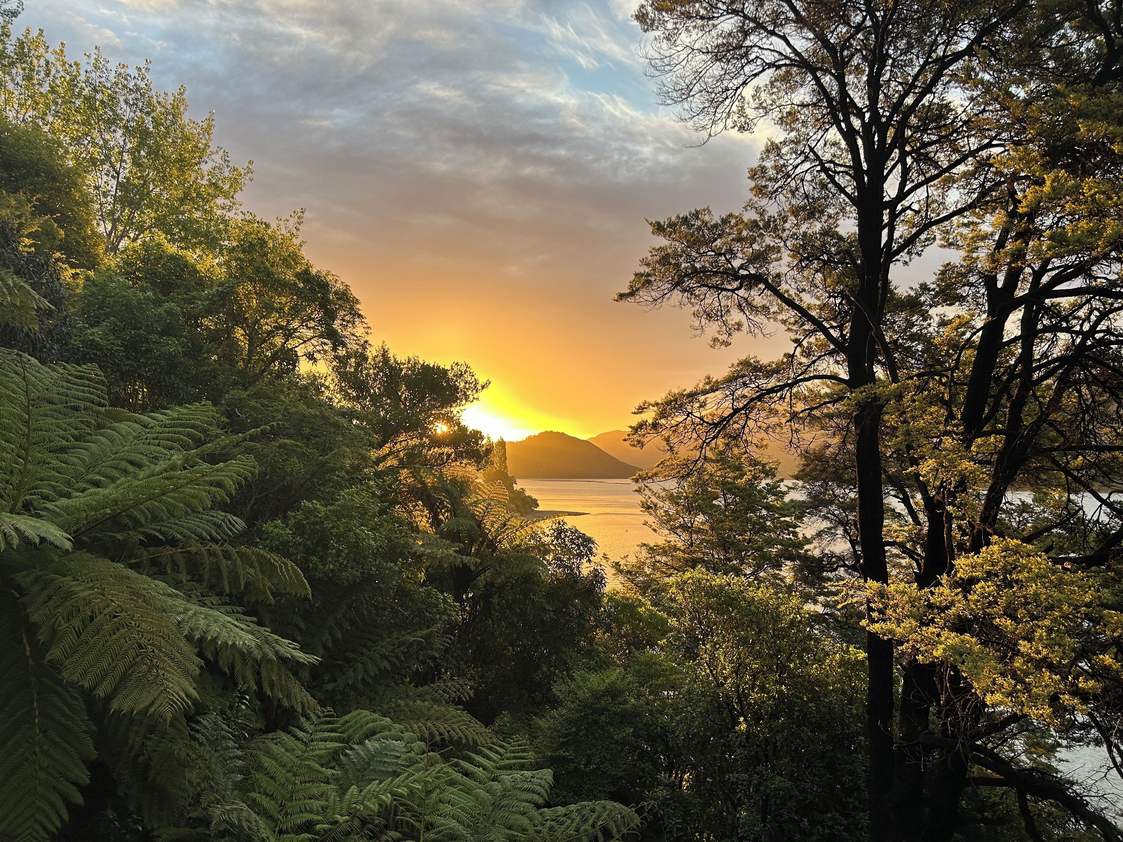 A natural landscape with dense foliage and a body of water.