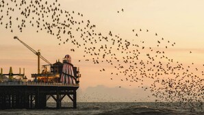 A pier with a crane and a building, overcast sky, and a large flock of birds flying over the water. - Steps from Beach & Lanes | Stylish Brighton (Brighton and Hove)