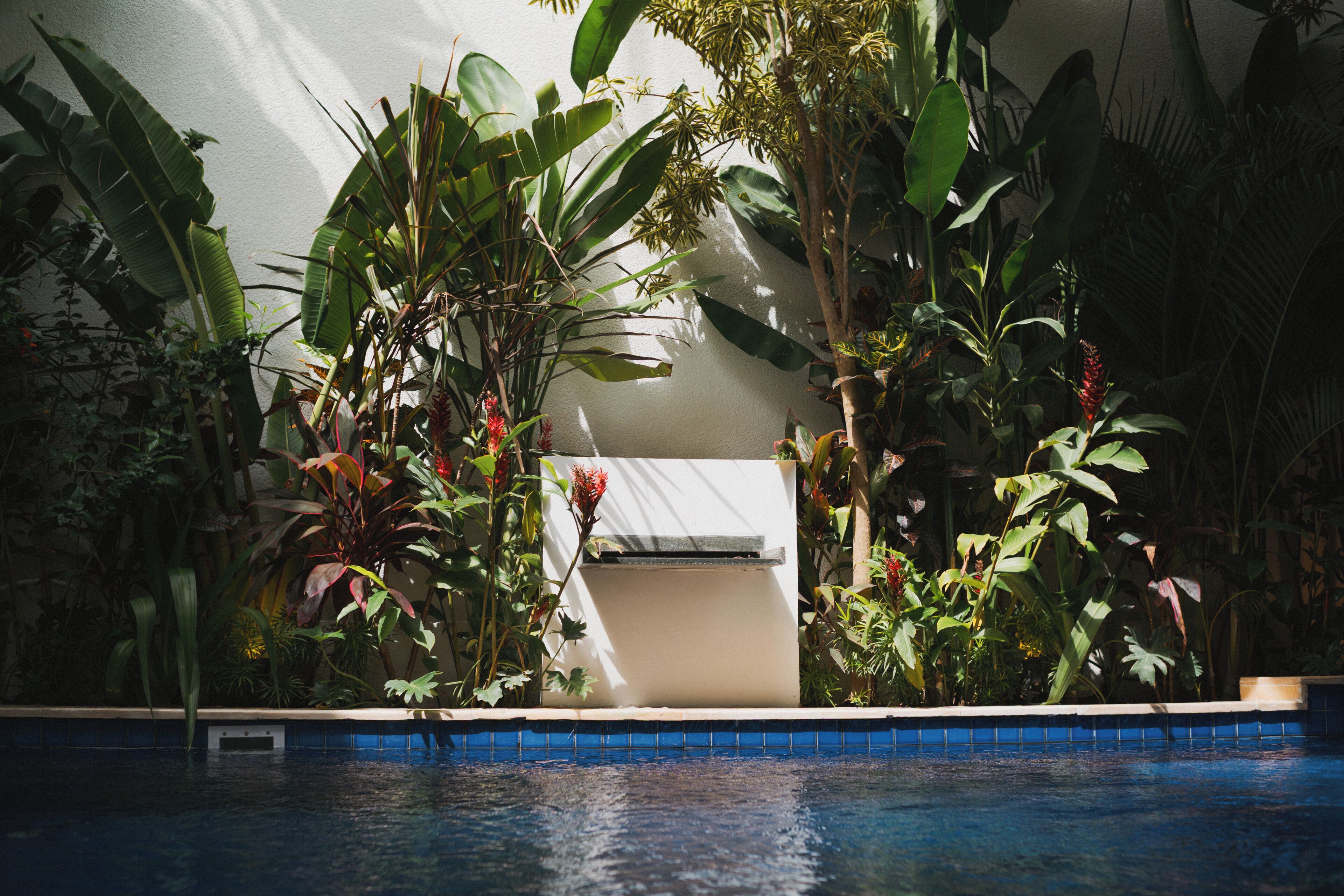 Una piscina rodeada de exuberante vegetación tropical y una pared blanca.