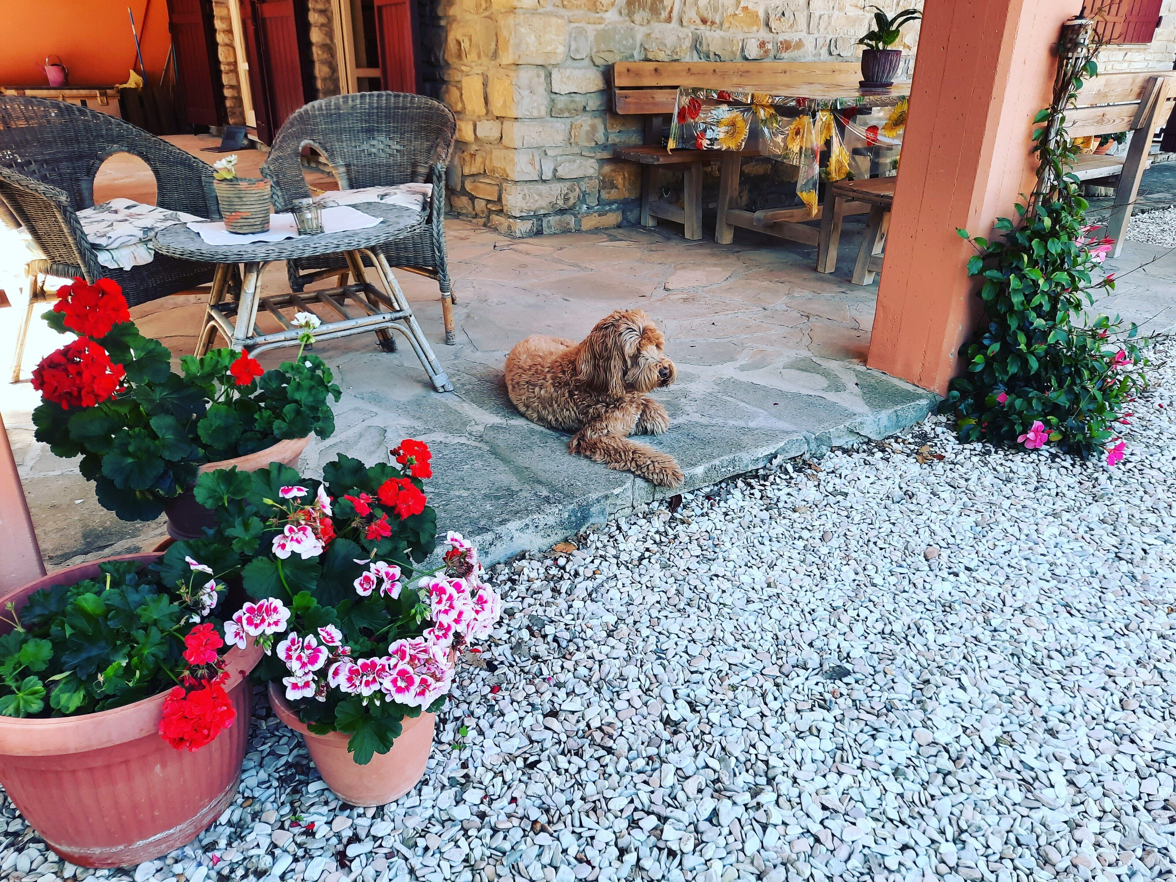 Un espace extérieur accueillant, aménagé avec des fauteuils en osier et une table en bois, entouré de géraniums en pot et où un petit chien se repose sur une petite corniche en pierre.