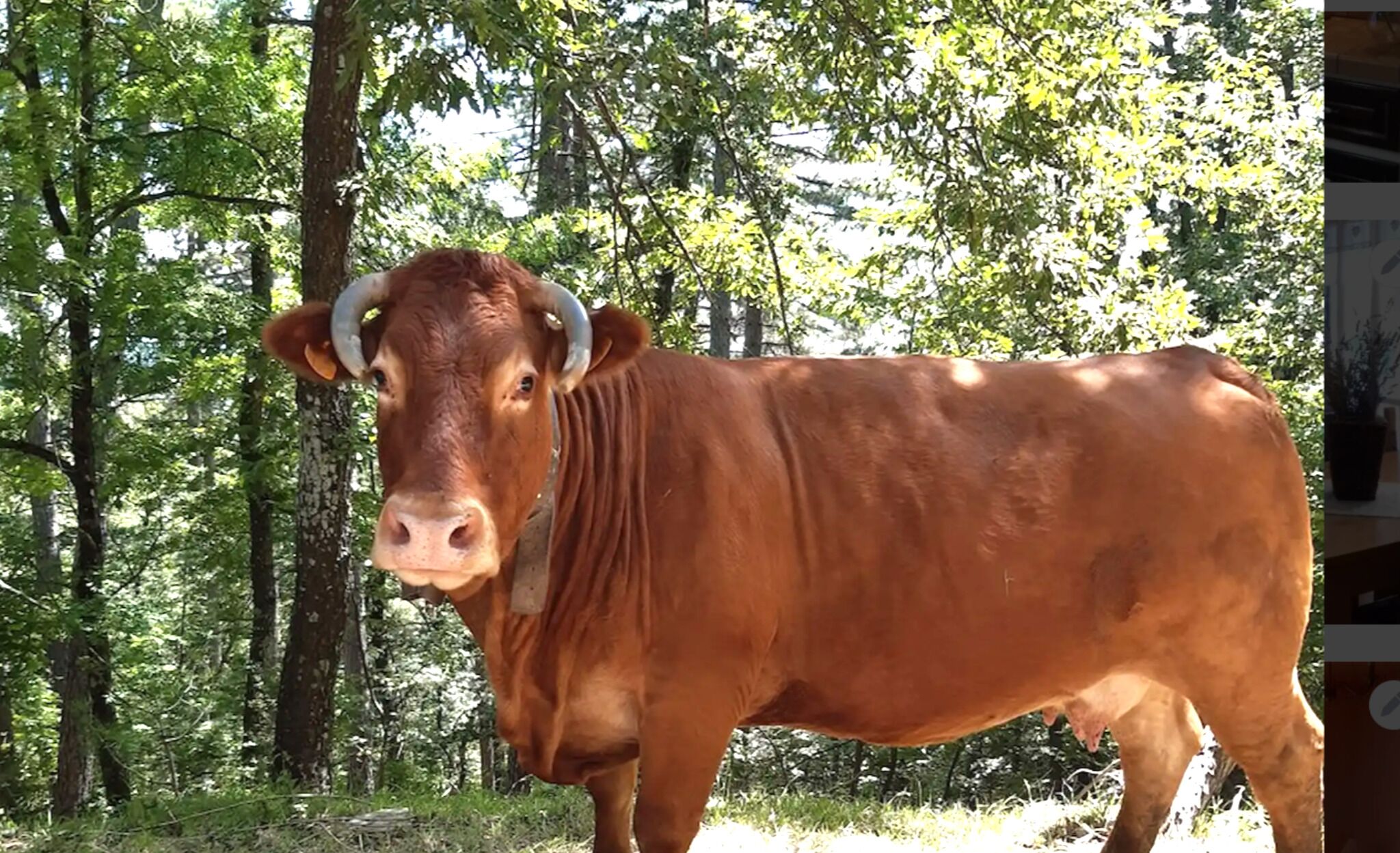 En brun ko som står i ett skogsområde.