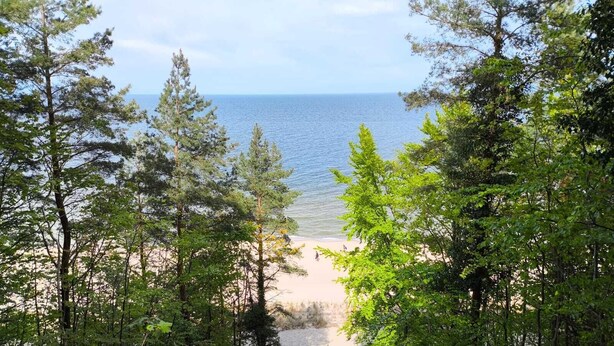 En strand med et skovområde i forgrunden.