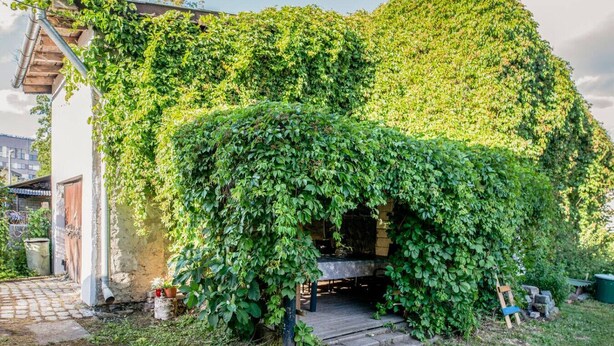 Un edificio rústico parcialmente cubierto de hiedra verde exuberante.