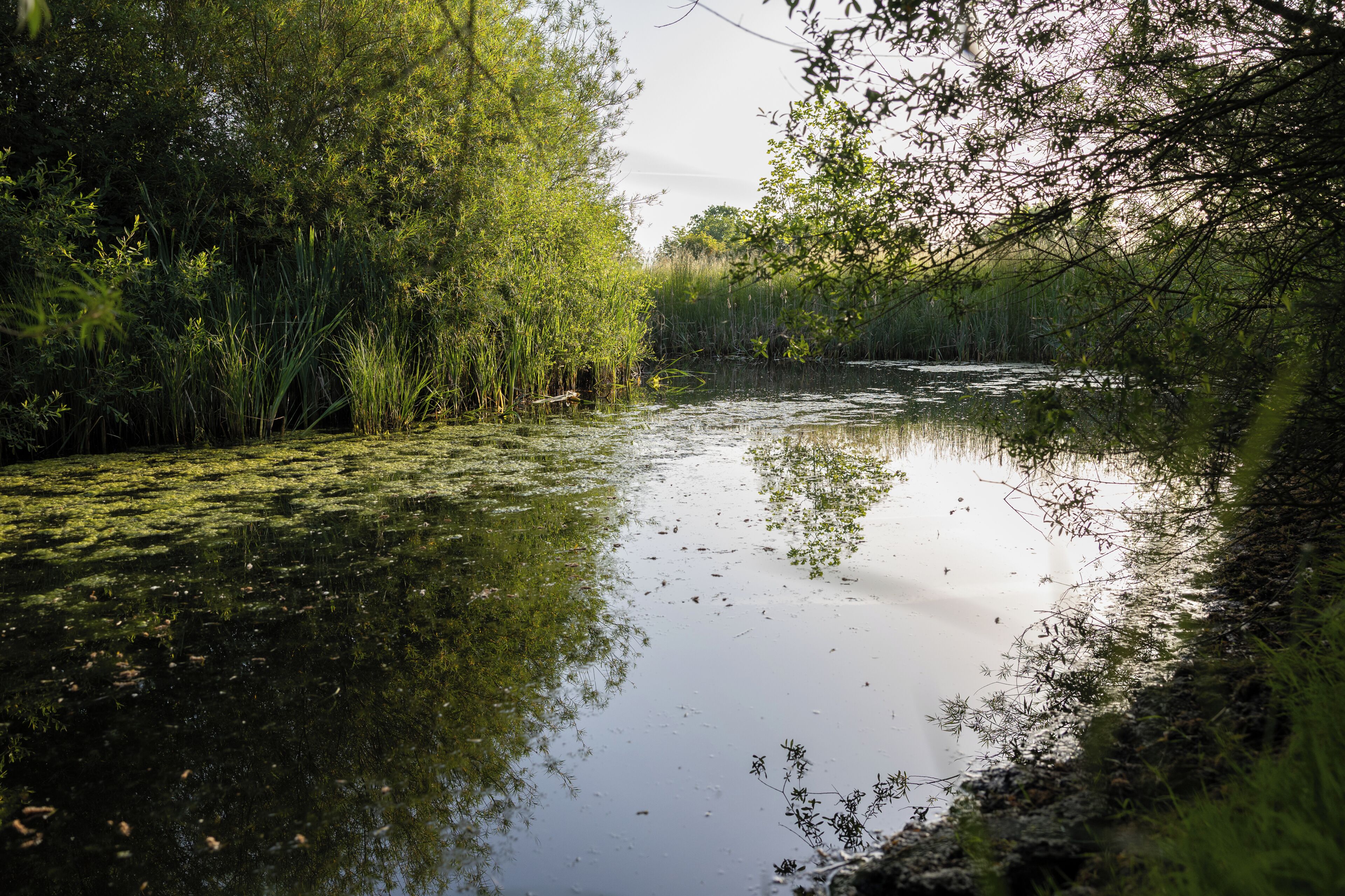 Een rustige rivier omgeven door weelderige begroeiing.