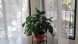 Et hjørneværelse med en potteplante på et bambusstativ, et vindue med et hvidt gardin og en dør med et trægreb.