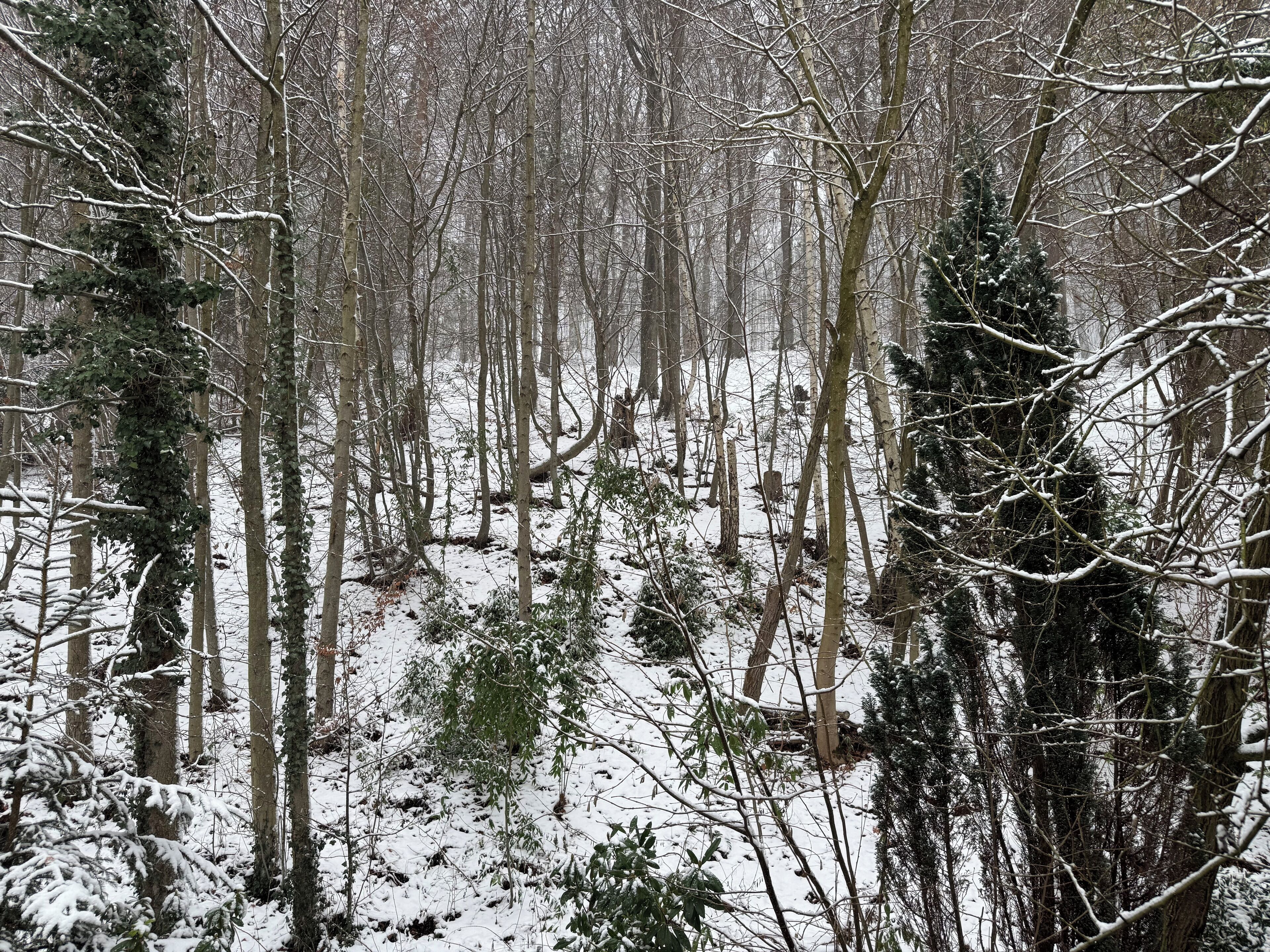 A dense forest with snow-covered ground and trees.