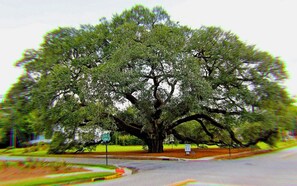 Miscellaneous - Newly remodeled downtown home.  Golf cart available. (Thomasville)