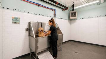 A grooming station with a dog and a person grooming it.