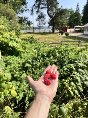 A hand holding three red raspberries against a backdrop of green foliage and a distant view of a body of water. - LA ESTANCIA (Montsauche-les-Settons)