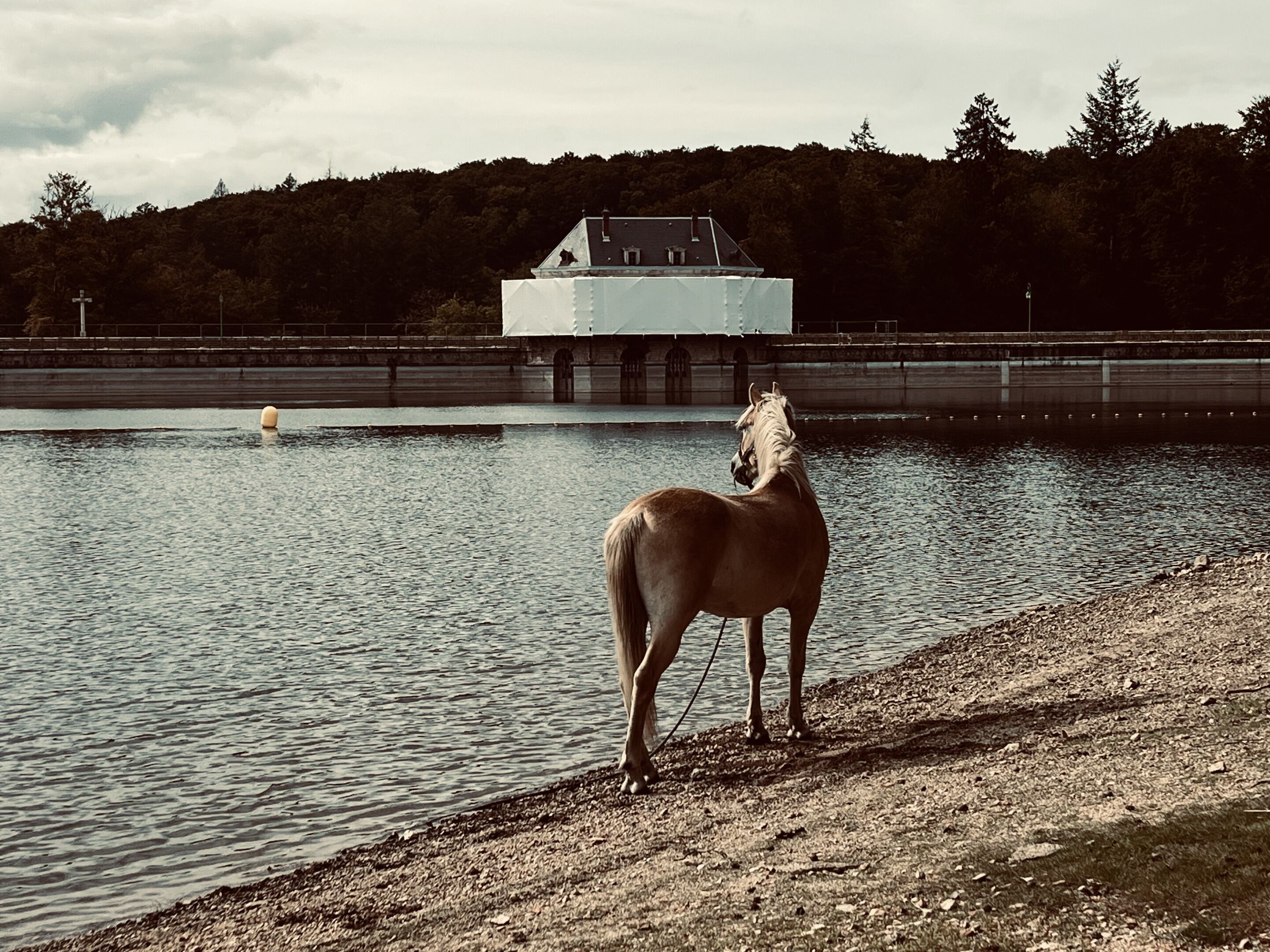 A horse standing by a calm body of water with a building in the background.