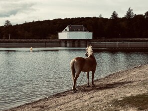 Beach - LA ESTANCIA (Montsauche-les-Settons)