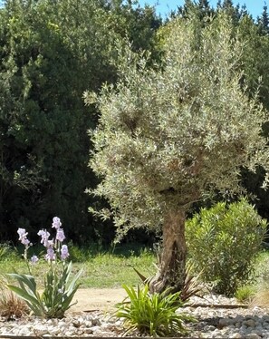 A tree with a thick trunk and dense foliage, surrounded by rocks and other plants. - New Spacious Provençal Villa | Private Pool | Sleeps 10 | Peaceful Countryside (Verquières)
