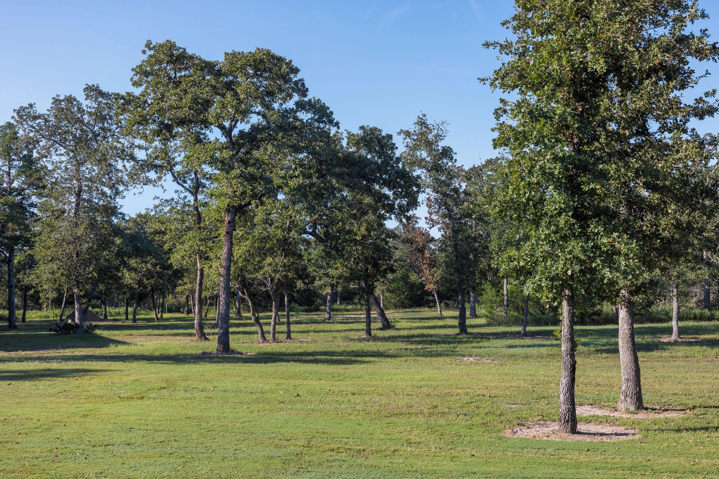 Un parc avec un terrain herbeux et de nombreux arbres.