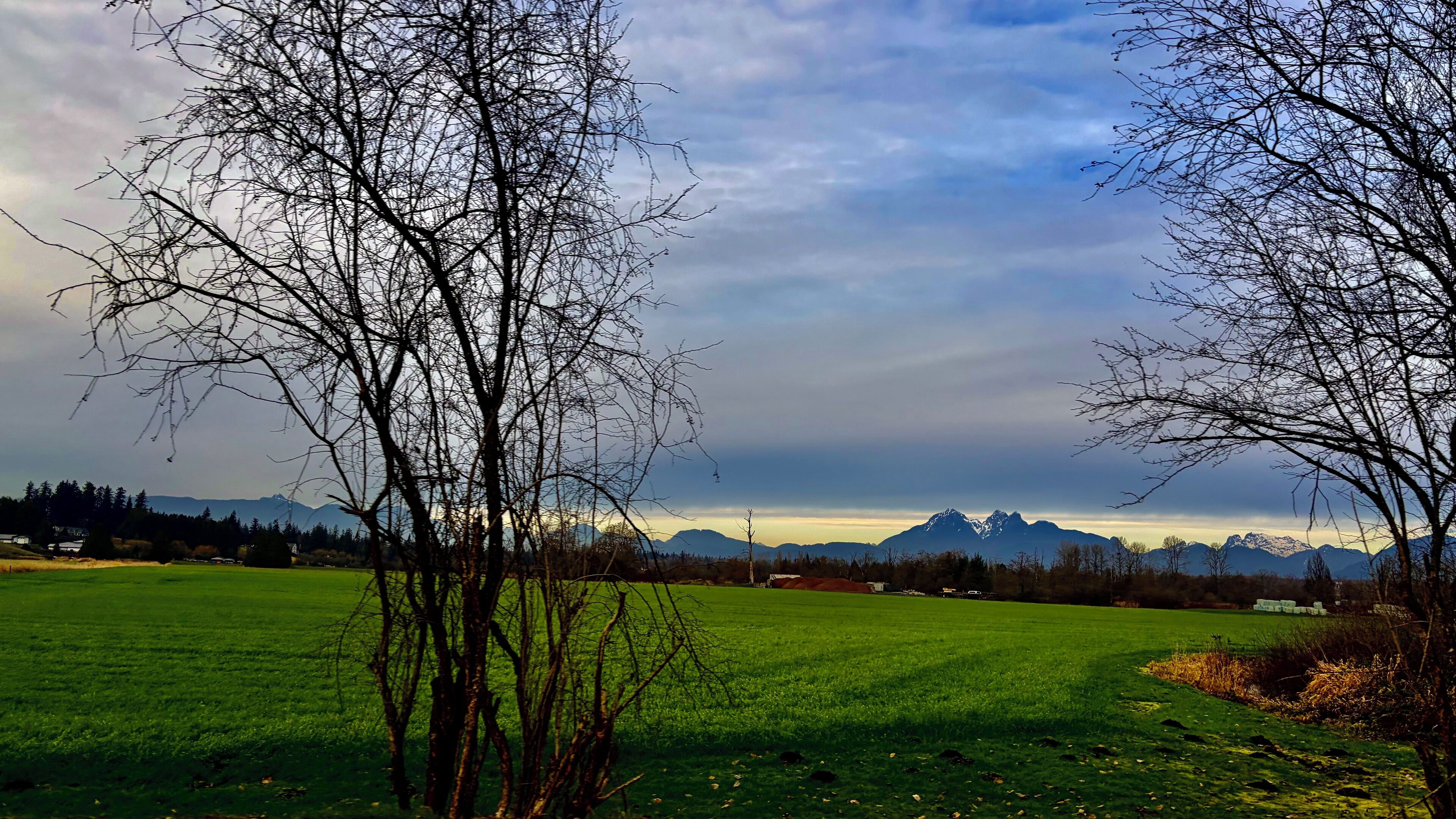 A grassy field with leafless trees and a mountain range in the background.