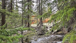 Ein bewaldetes Gebiet mit einem kleinen Bach, dichtem Baumbestand und einer entfernten Holzhütte.