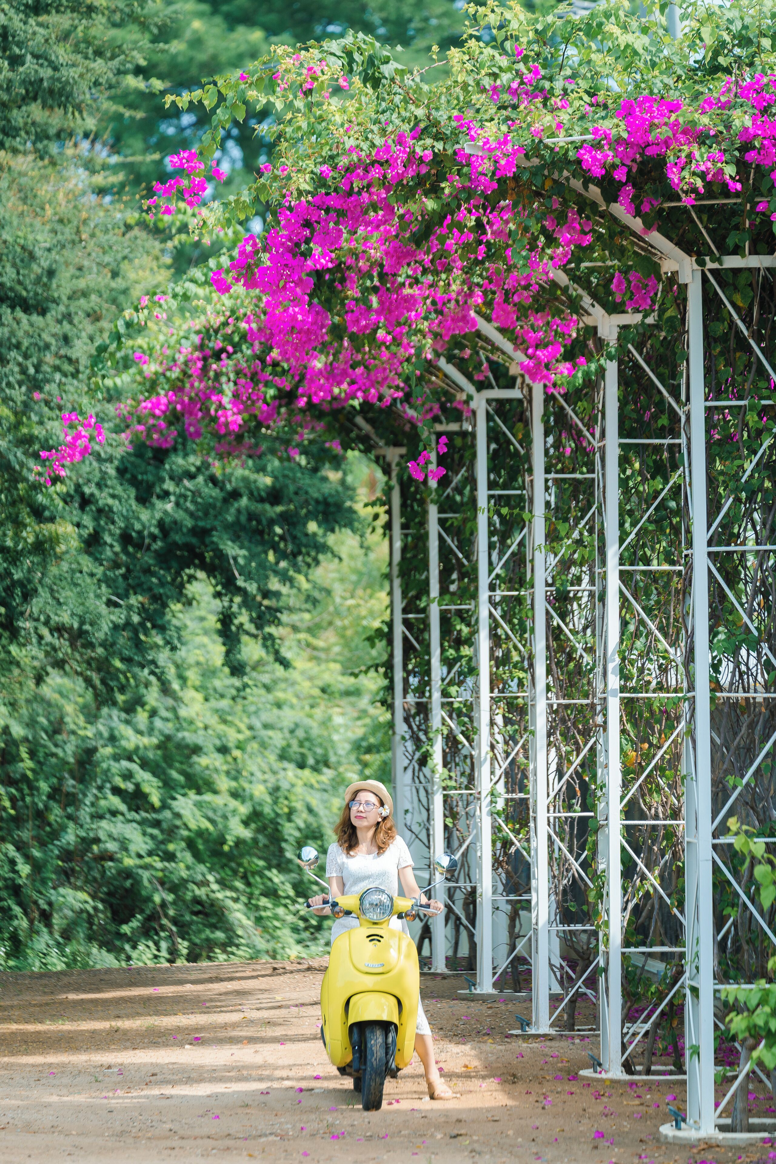A woman on a yellow scooter parked under a structure with pink flowers.
