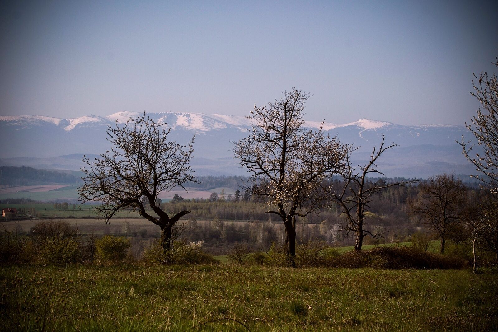 A landscape with trees and a distant mountain range.