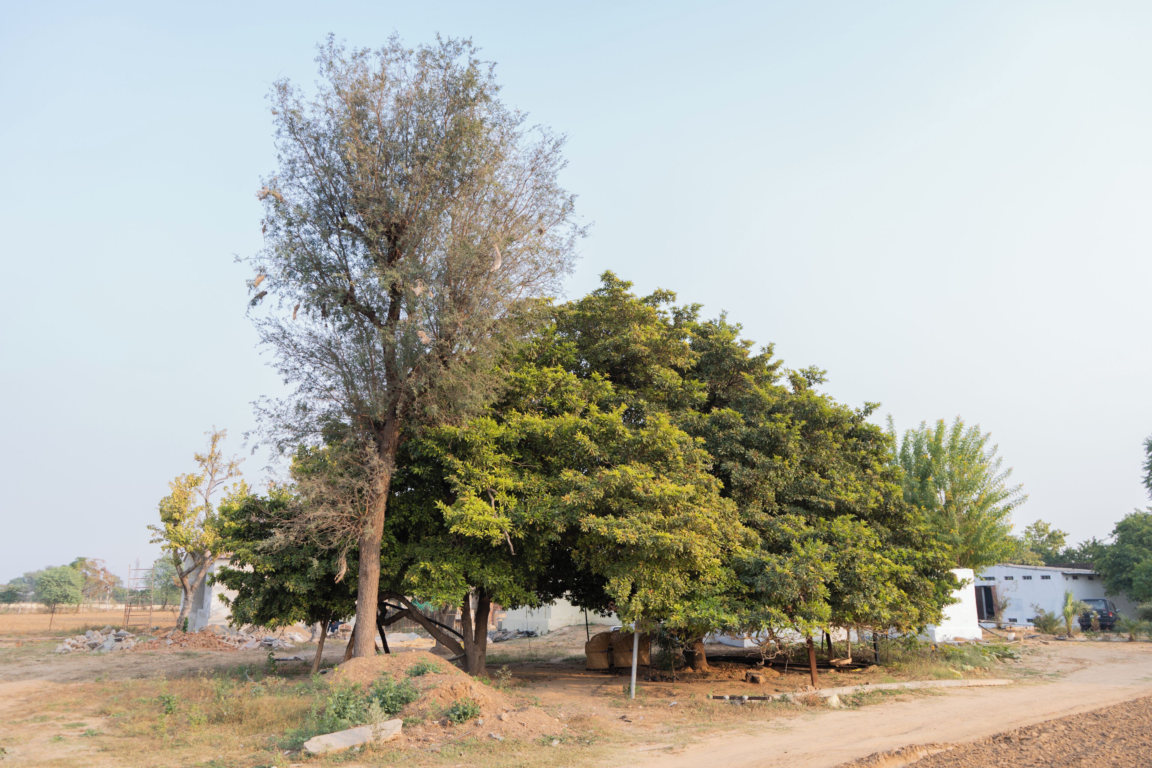 A rural setting with a large tree, a dirt road, and a small white building.