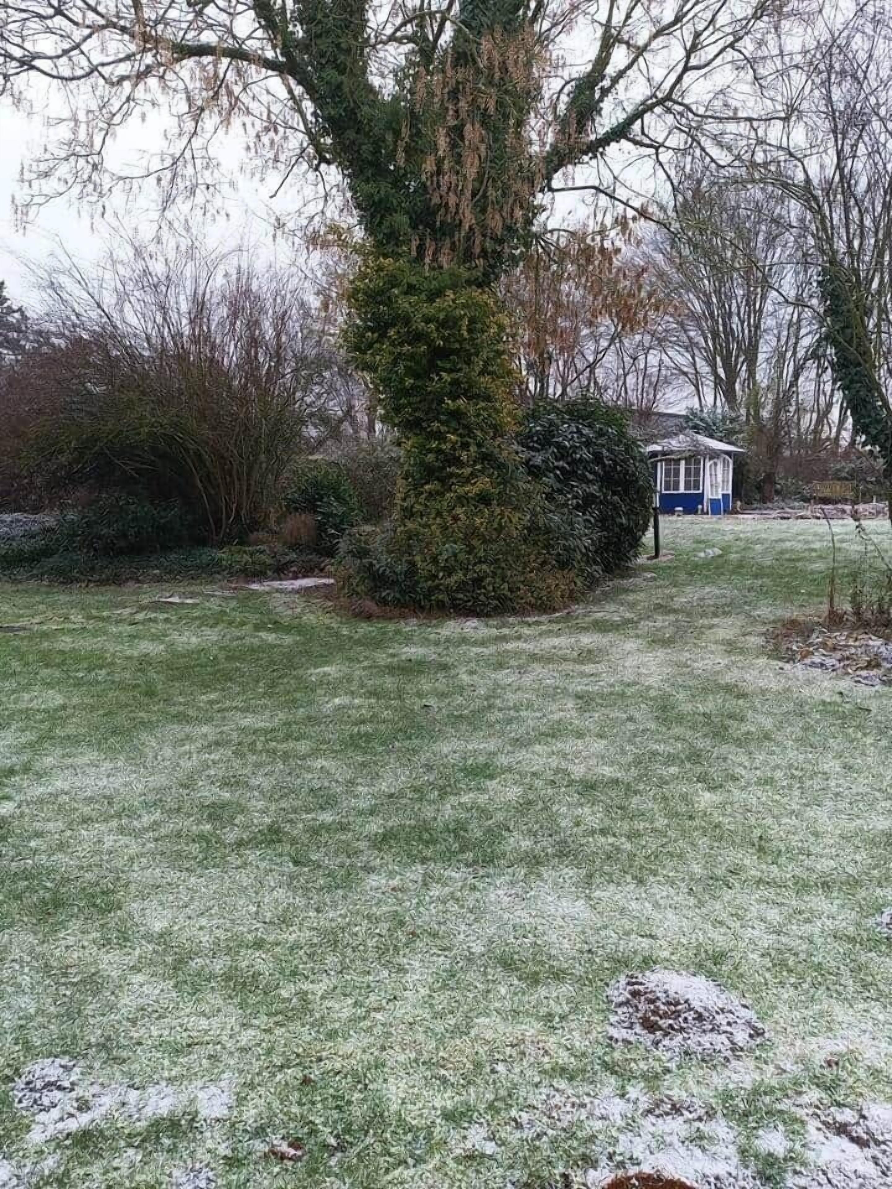 Eine Rasenfläche mit einem großen Baum und einem kleinen Gebäude im Hintergrund.