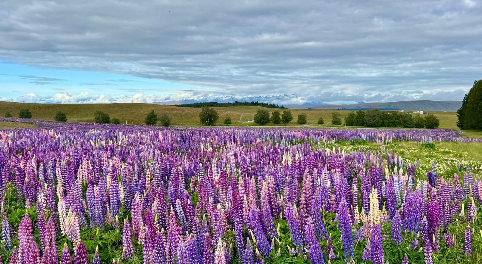 Een veld met paarse lupinenbloemen onder een bewolkte lucht.
