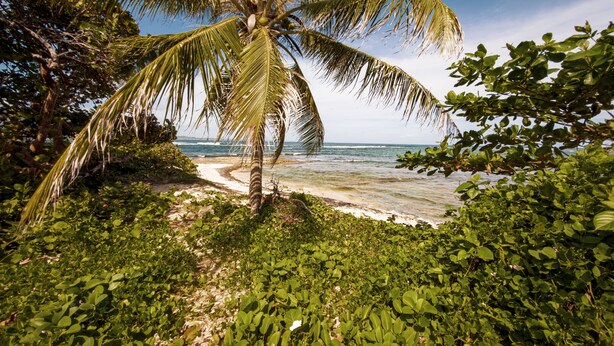 Een strand met een palmboom, heldere lucht en uitzicht op de oceaan.