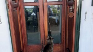 Um gato em frente à porta de madeira com painéis de vidro.
